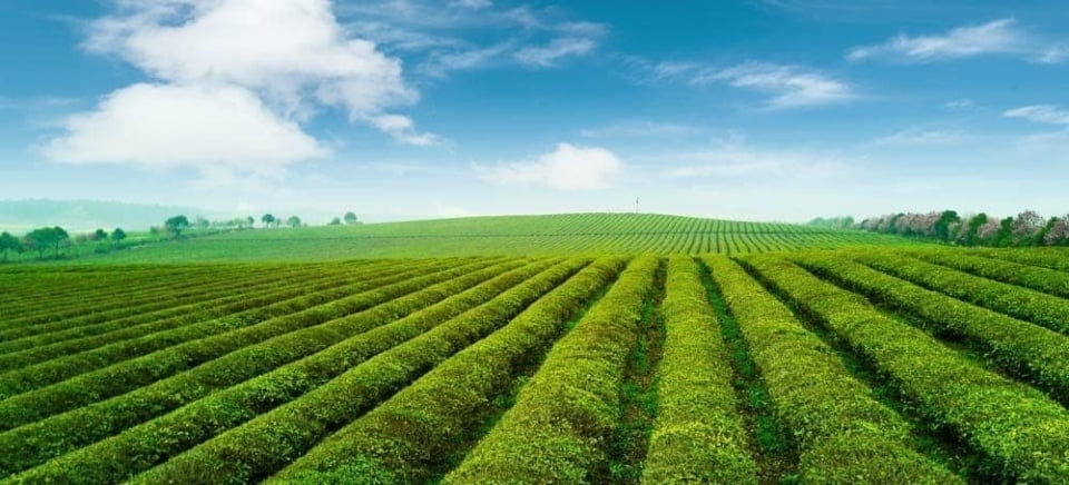 Más allá de los campos verdes y los barbechos marrones