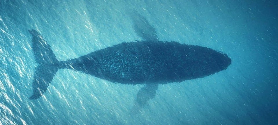 SAP Multicloud - QSC wins major contract