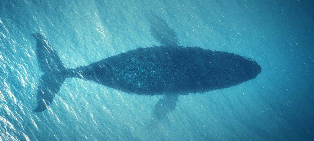 SAP-Multicloud - QSC reçoit une grosse commande