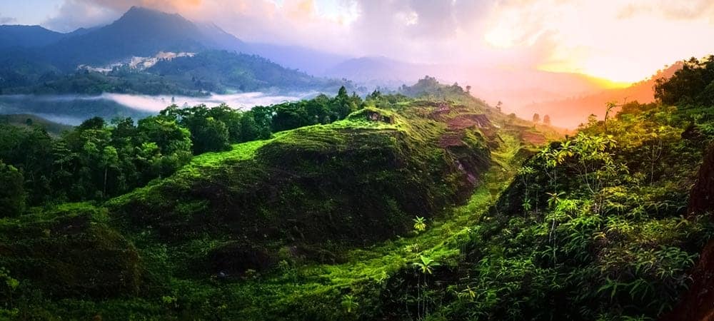 ELO Digital Office soutient un projet de reforestation